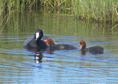 American Coot fledglings