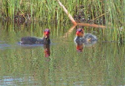 American Coot fledglings