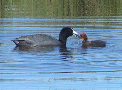 American Coot fledglings