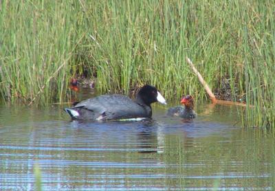 American Coot fledglings