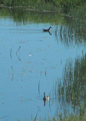 Wilson's Phalarope