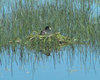 American Coot nest