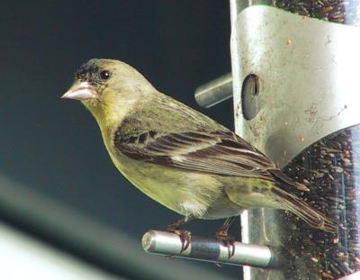 Lesser Goldfinch : Carduelis psaltria