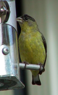 Lesser Goldfinch