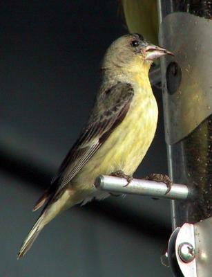 Lesser Goldfinch (female)