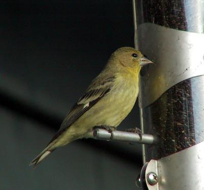 Lesser Goldfinch (female)