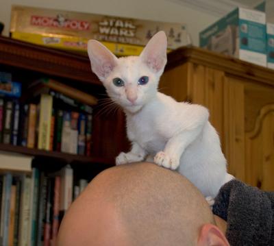 Saffy on Rob's head - ouch!