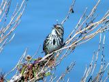 Song Sparrow