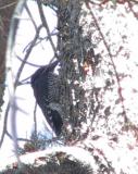 Black-backed Woodpecker