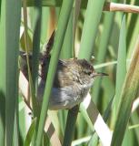 Marsh Wren