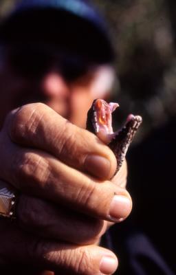 Vipera aspis -1- poisoned teeth- by Pietrolucci R.
