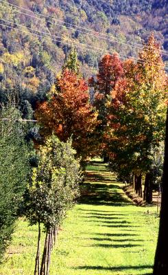 Trees - 2002 - by Pietrolucci R.