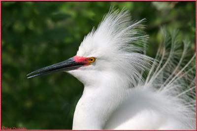 Snowy Egret