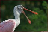 Spoonbill