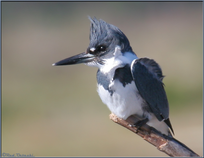 King Fisher