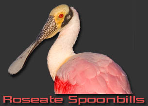 Spoonbill Logo