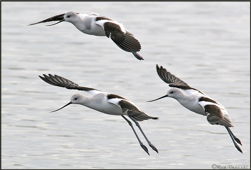 Avocets In-Flight