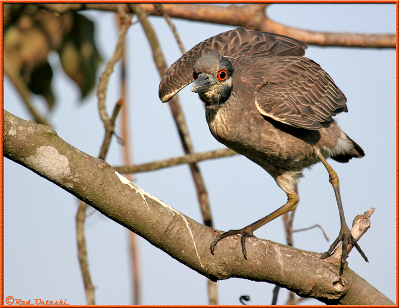 Juvenile Night-Crowned Heron