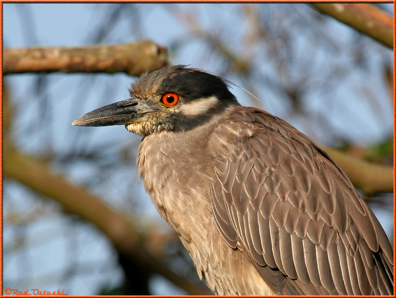 Juvenile Night-Crowned Heron