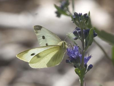 Cabbage White (Pieris rapae)