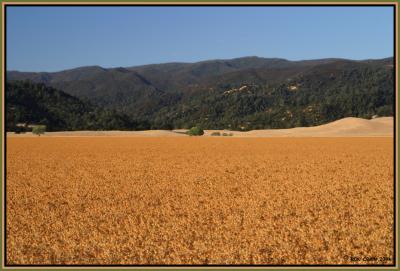 Capay Thistle Field