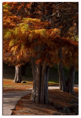 Fall Trees at Vasona