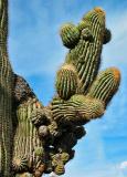 Unusual saguaro arm