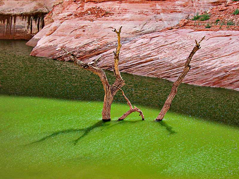 Tree and green water