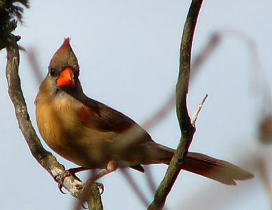 u11/rosah/upload/38036599.ladycarddec29058.jpg