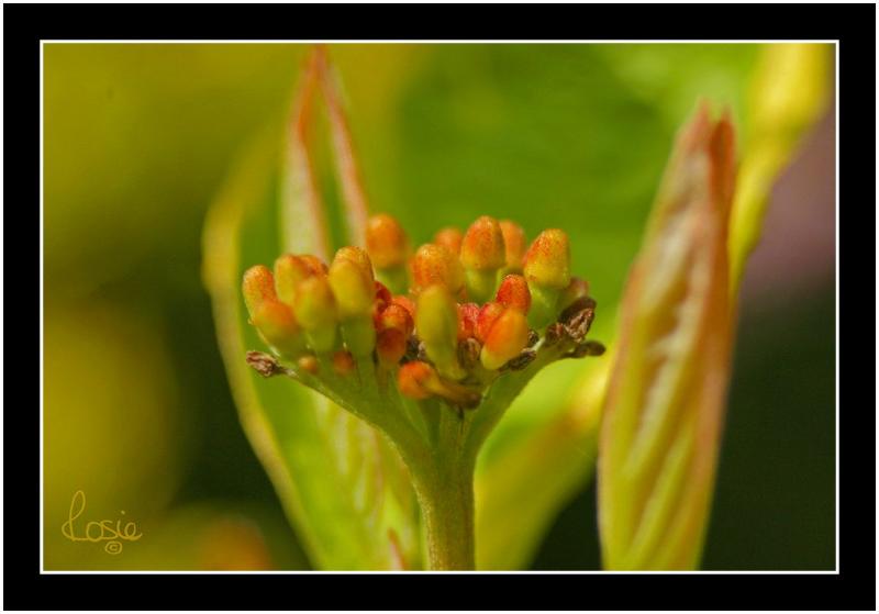 early buds.