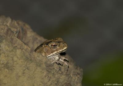 Bufo melanostictus