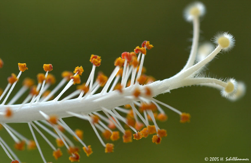Hibsicus, stamina