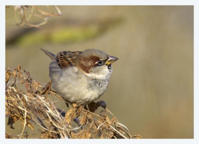 House Sparrow (Passer domesticus)