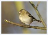 Chaffinch2.jpg