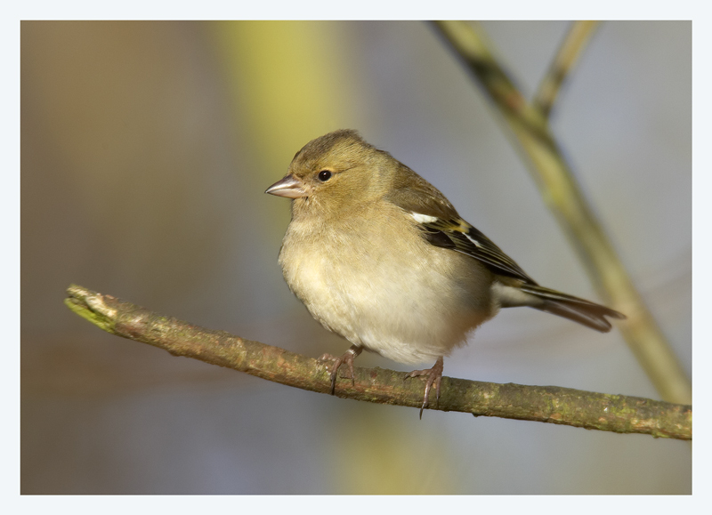 Chaffinch2.jpg