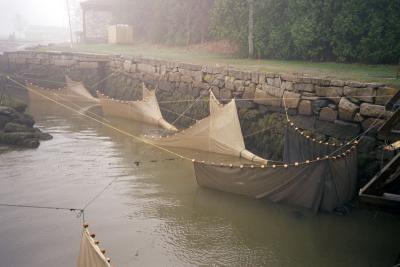 eel traps tide out