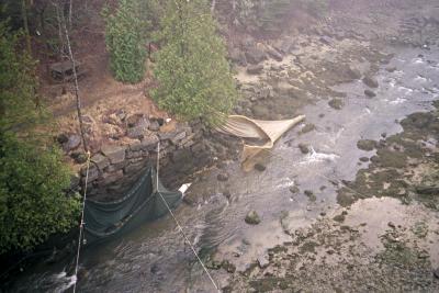 eel traps waiting