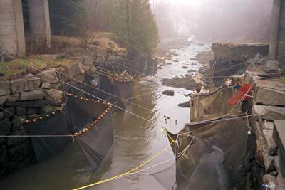 eel traps tide out