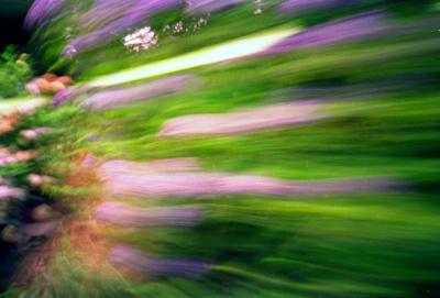 hibiscus blur
