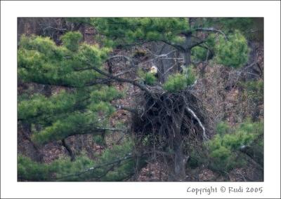 Eagle On Nest