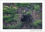 Eagle On Nest