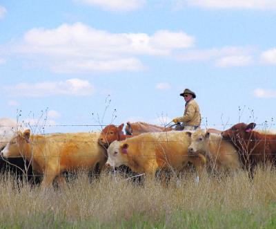 Cowboy At Work