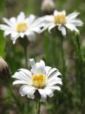 White Daisies (Wildflower)