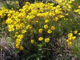 Yellow Daisy Field