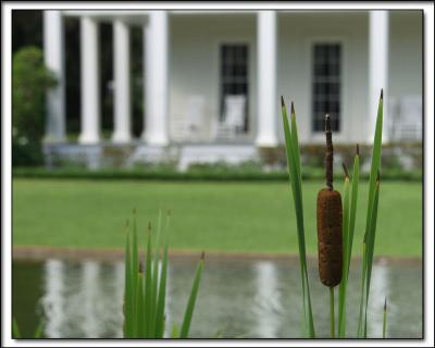 Eden House with Cattail