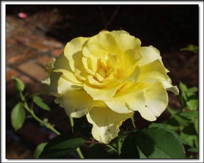 Eden House Yellow Rose
