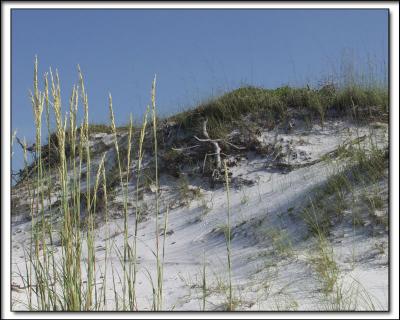 Oats and Dunes
