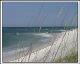 Sea Oats