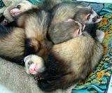 Ferret family