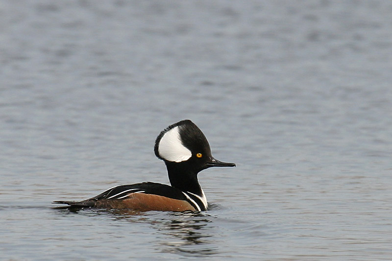 Hooded Merganser